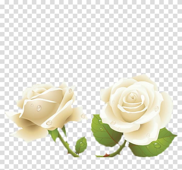 Rosa xd7 alba Garden roses Flower Light, Camel on the dew transparent background PNG clipart