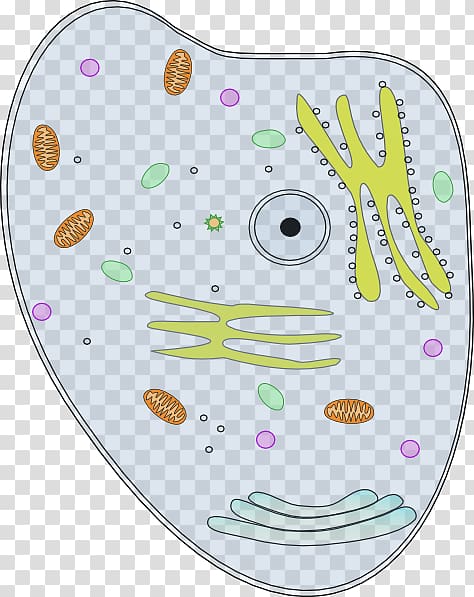 Plant cell Biology , Cell transparent background PNG clipart
