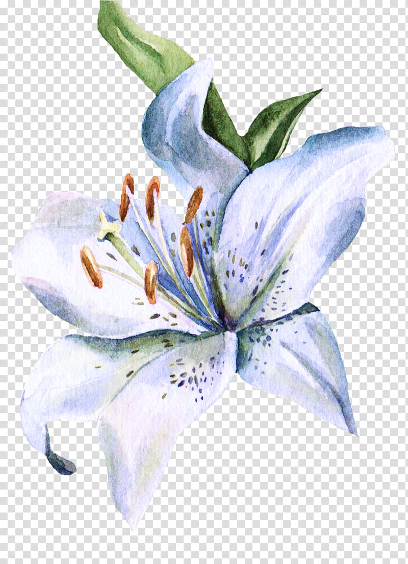 white lily illustration, Lilium Watercolor painting Watercolour Flowers Ink wash painting, Small hand-painted lily transparent background PNG clipart