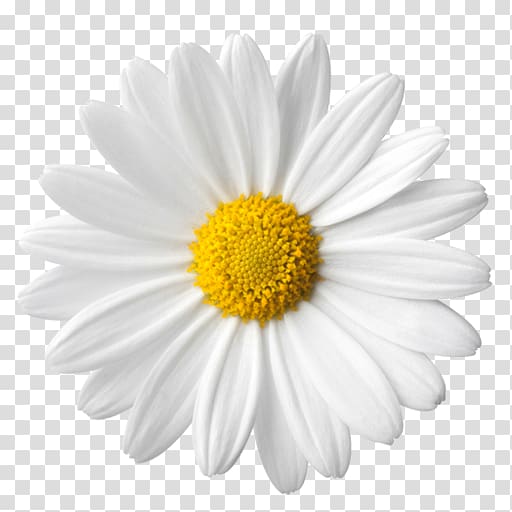 Common daisy Daisy family , others transparent background PNG clipart