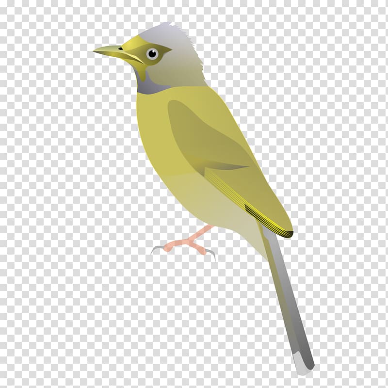 Bird Amarambalam Grey-headed bulbul Eurasian golden oriole Bare-faced bulbul, Bird transparent background PNG clipart