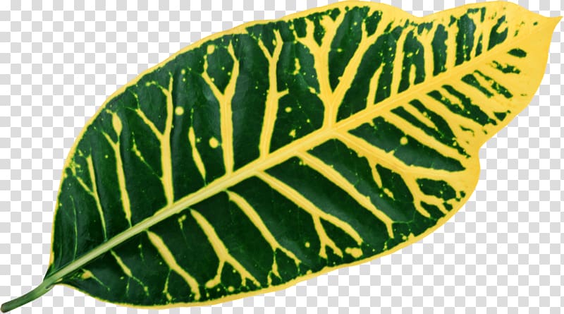 Maple leaf Bladnerv Vascular bundle Plant, Leaf transparent background PNG clipart