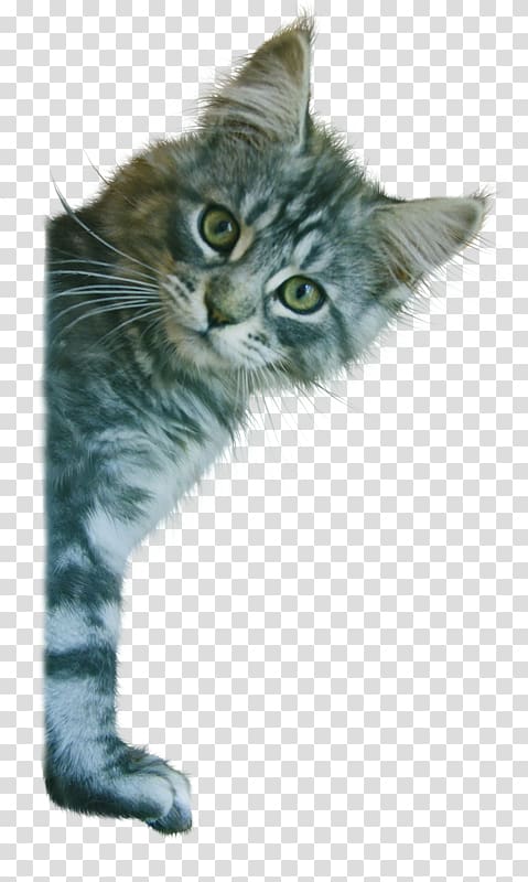 Kitten Maine Coon American Wirehair Nebelung Whiskers, kitten transparent background PNG clipart