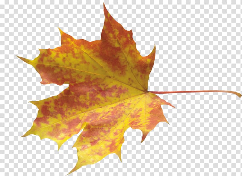 Autumn leaves transparent background PNG clipart