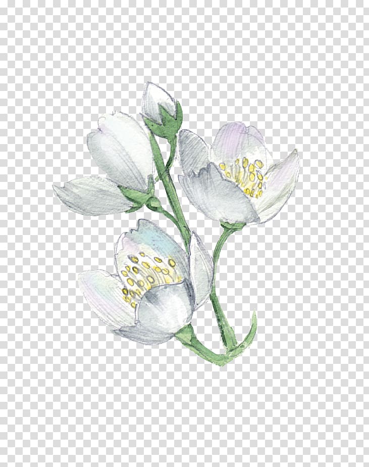 white flowers illustration, White Flower Plant Illustration, Watercolor flowers transparent background PNG clipart
