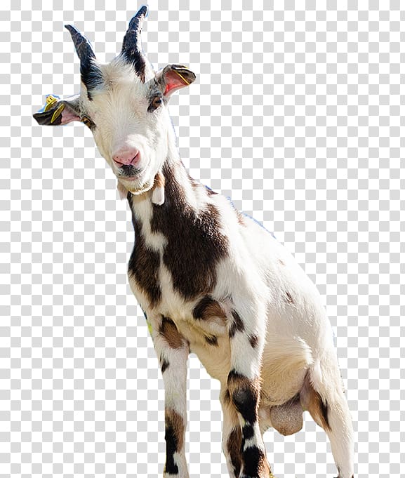 White and brown goat, Goat Sheep Computer file, goat transparent ...