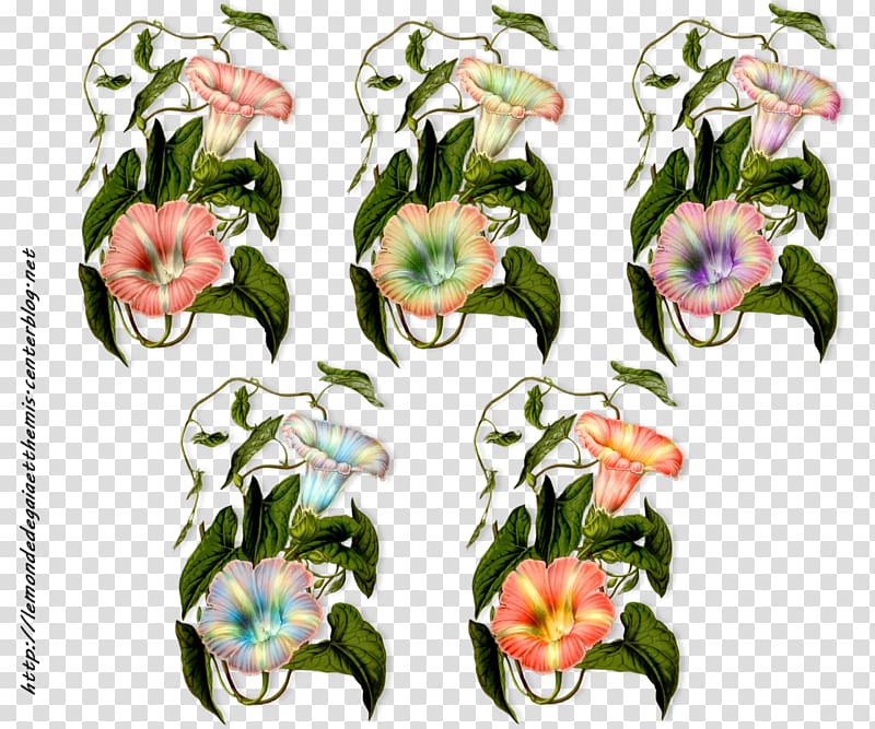 Floral design Hedge bindweed Cut flowers Flowering plant, flower transparent background PNG clipart