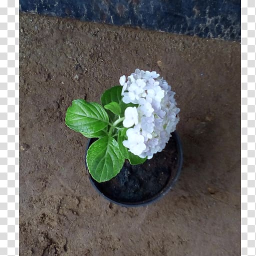 Flowerpot Jasmine Bonsai Houseplant, jasmin flower transparent background PNG clipart