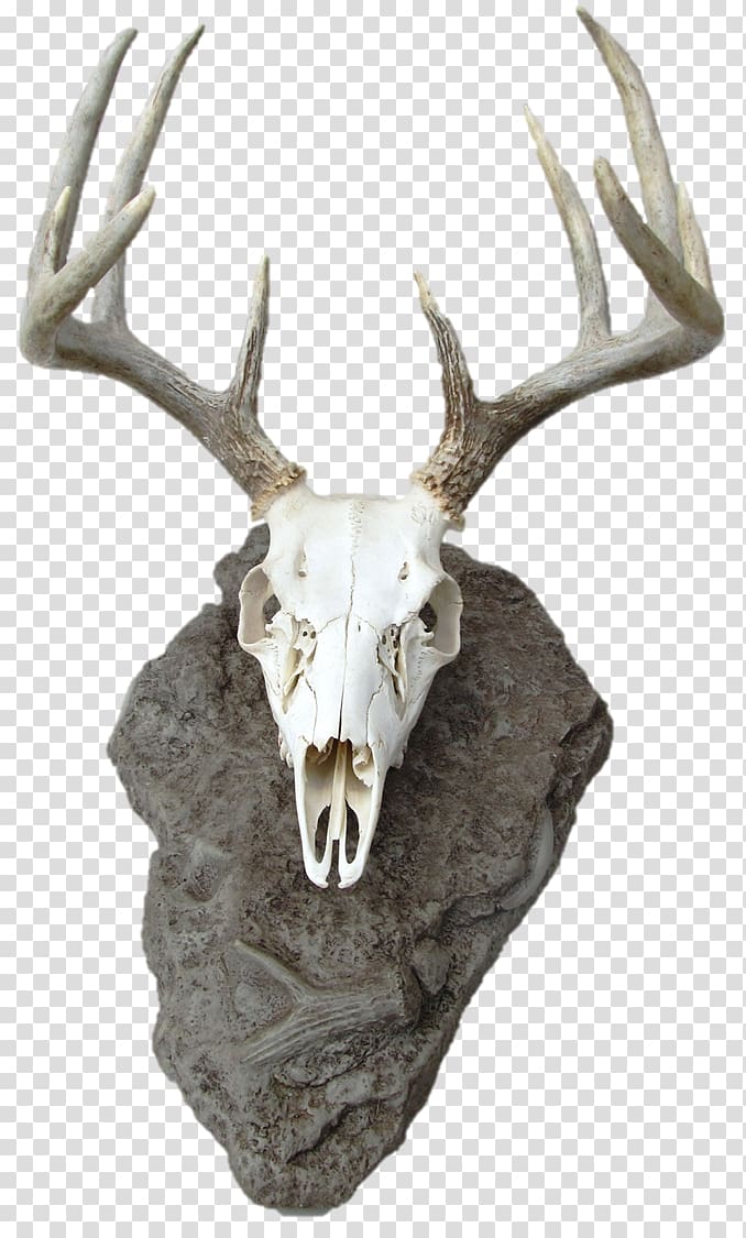 Reindeer White-tailed deer Skull mounts Antler, Reindeer transparent background PNG clipart