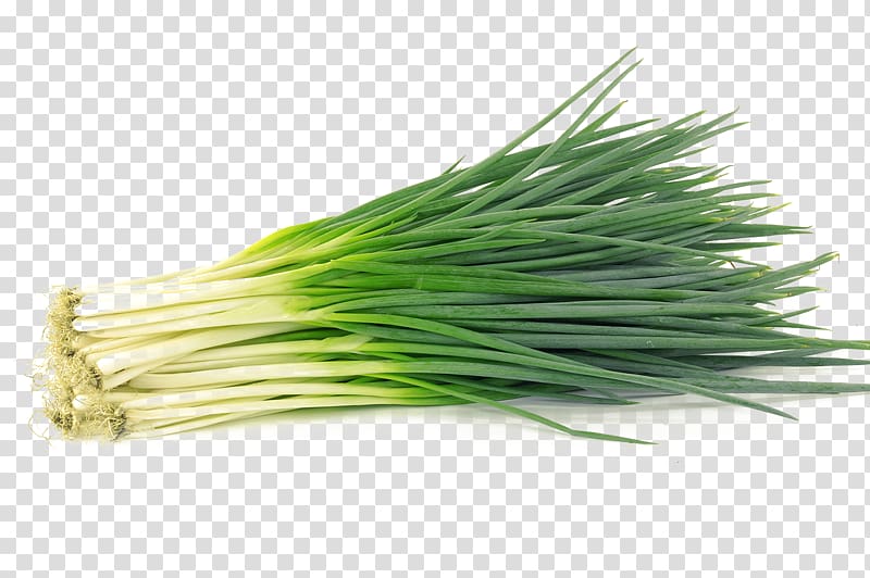 onion leaves, Allium fistulosum Garlic chives Shallot Vegetable, An onion vegetables transparent background PNG clipart