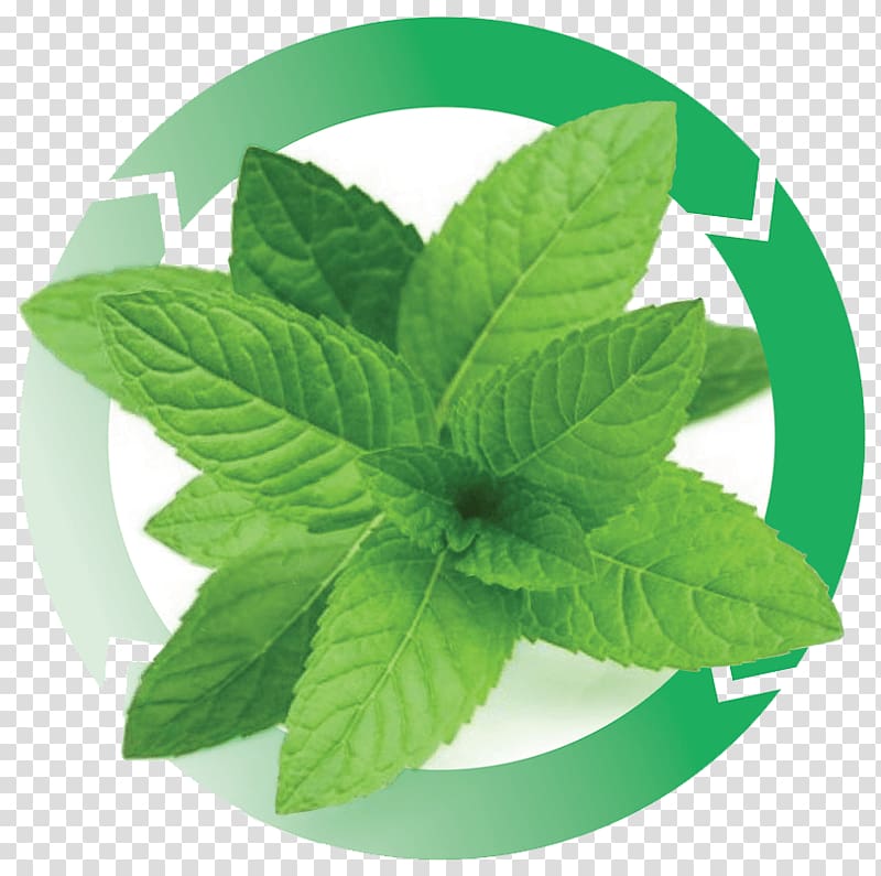 Peppermint Mentha spicata Herbalism Aloe vera, others transparent background PNG clipart