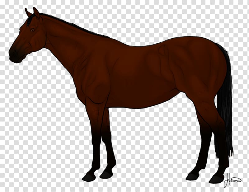 Arabian horse Thoroughbred Andalusian horse American Quarter Horse Mane, others transparent background PNG clipart