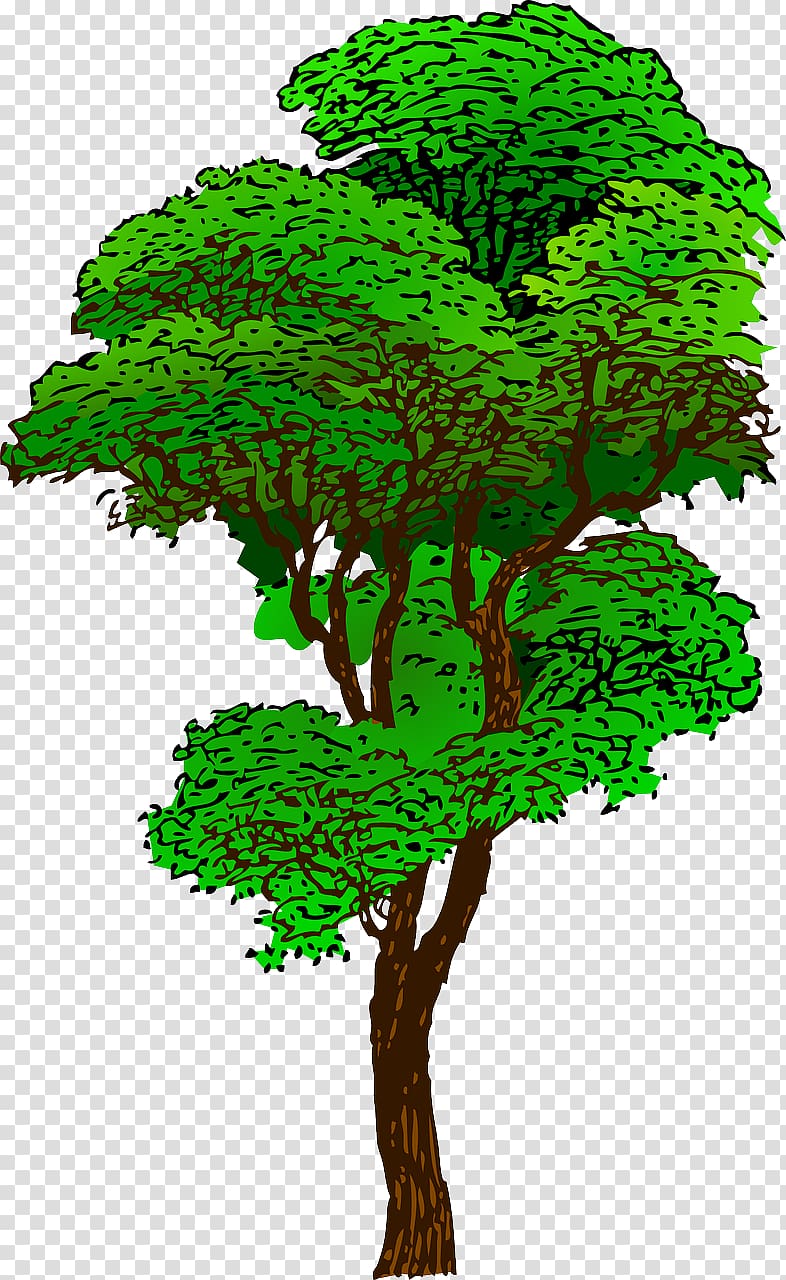 Tropical rainforest Tree , tree transparent background PNG clipart