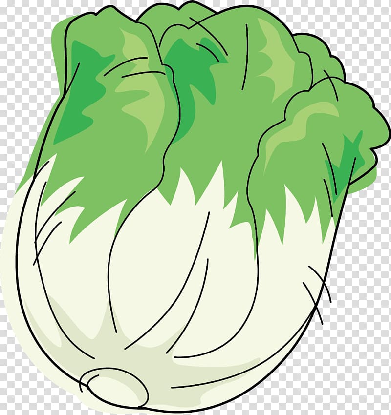 Leaf vegetable Napa cabbage Cartoon, head of cabbage transparent background PNG clipart