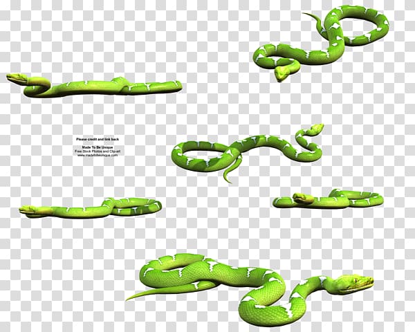 Snake Eastern green mamba Green tree python Reptile, snake transparent background PNG clipart