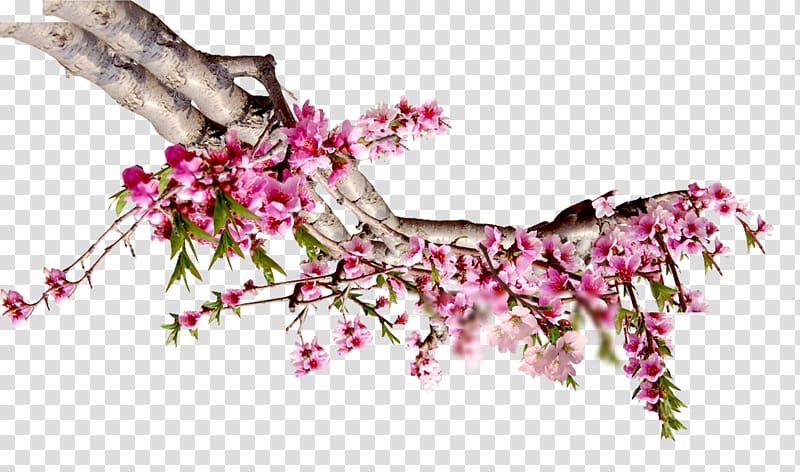 Peach blossom Computer file, Peach blossom transparent background PNG clipart