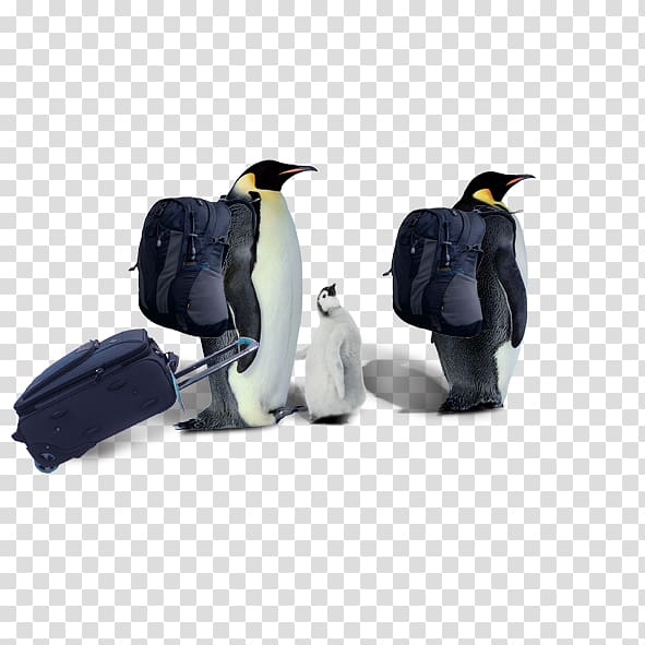 Penguin Razorbills Computer file, A penguin transparent background PNG clipart