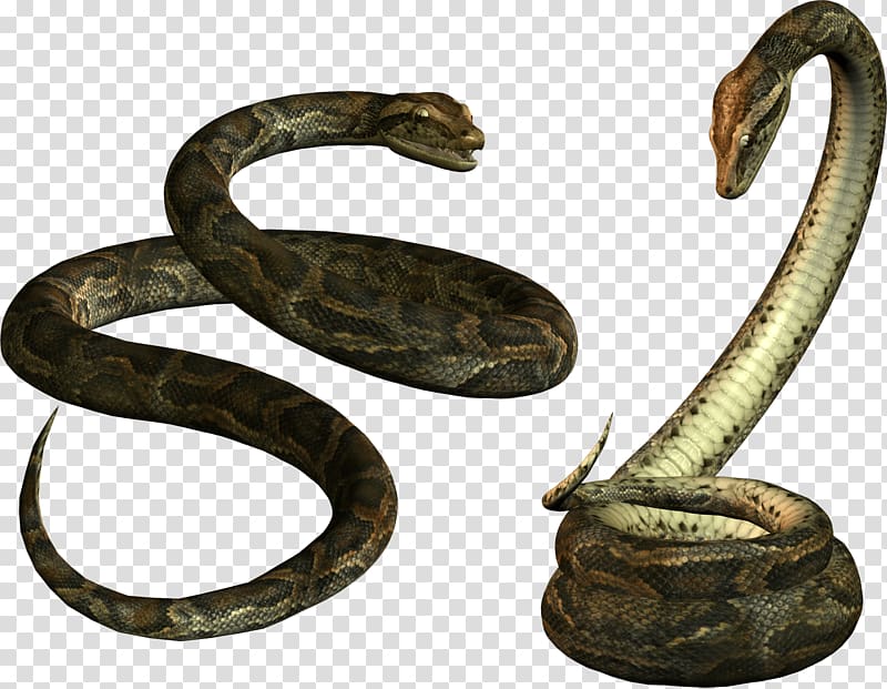 Venomous snake Papua New Guinea Reptile, Snake transparent background PNG clipart