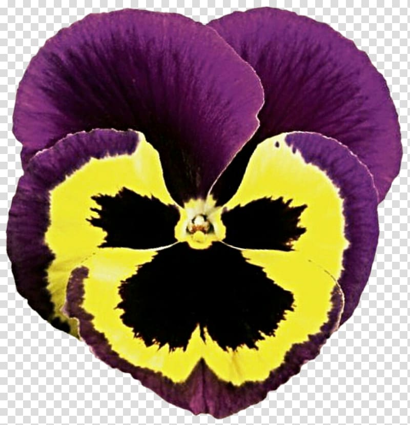 Pansy Flower Petal Plant Violet, pansy transparent background PNG clipart