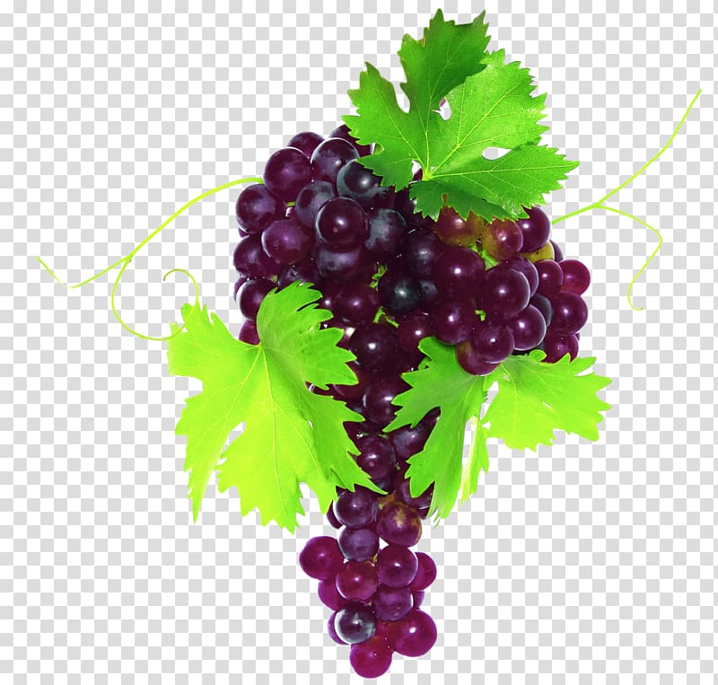 Common Grape Vine Fruit Vegetable Grape leaves, grape transparent background PNG clipart