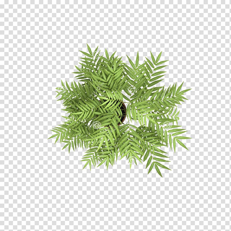 overlooking the tree flowers transparent background PNG clipart