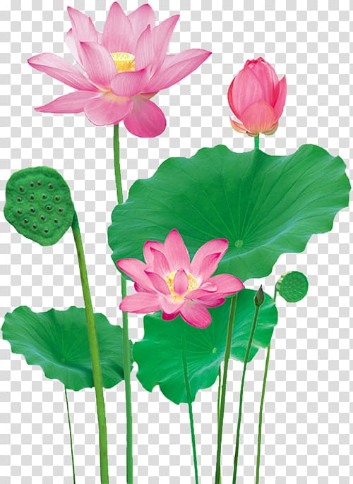 pink tulip illustration, Lotus Pond Nelumbo nucifera, Lotus transparent background PNG clipart