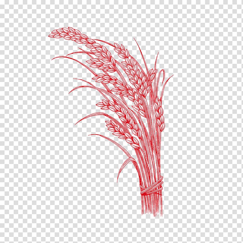 Rice Oryza sativa, Red wheat sequence transparent background PNG clipart