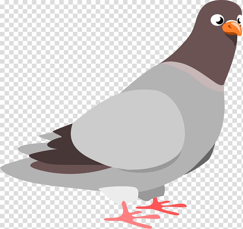 Homing pigeon Fantail pigeon Columbidae , Trap transparent background PNG clipart