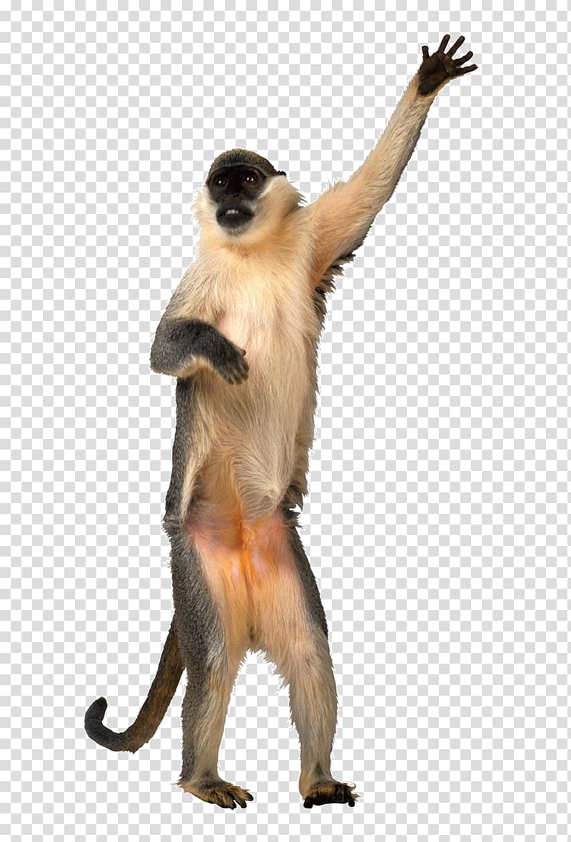 Animation Dance Monkey Giphy, Naughty monkey transparent background PNG clipart