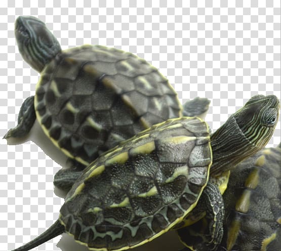 Chinese pond turtle Jellyfish Tortoise, · Live turtle grass transparent background PNG clipart