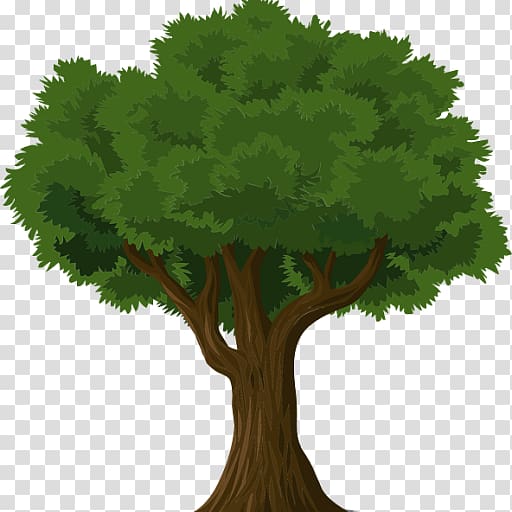 Tree Learning Nusach Hari B'nai Zion Business Organization, tree transparent background PNG clipart