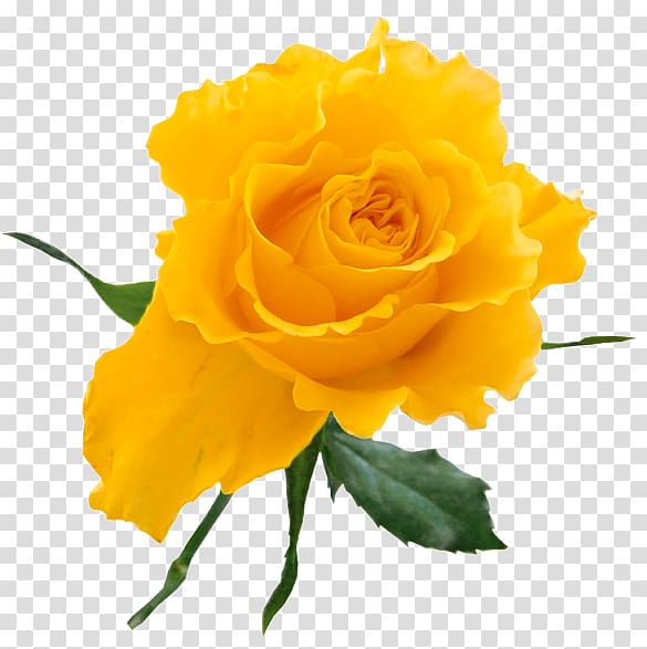 Rose Yellow Flower bouquet , Yellow Rose transparent background PNG clipart