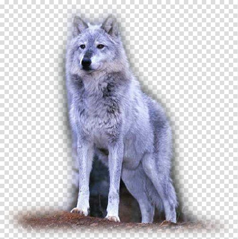 Saarloos wolfdog Tamaskan Dog Coyote Alaskan tundra wolf, others transparent background PNG clipart