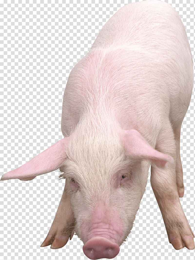 Domestic pig Clipping path, Pig transparent background PNG clipart