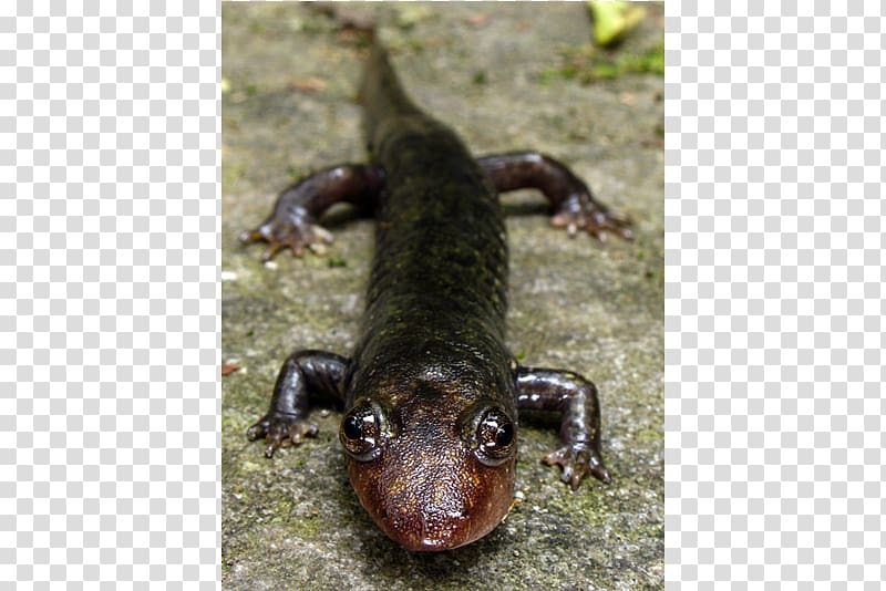 Chinese giant salamander Blackbelly salamander Dwarf black-bellied salamander, salamander transparent background PNG clipart