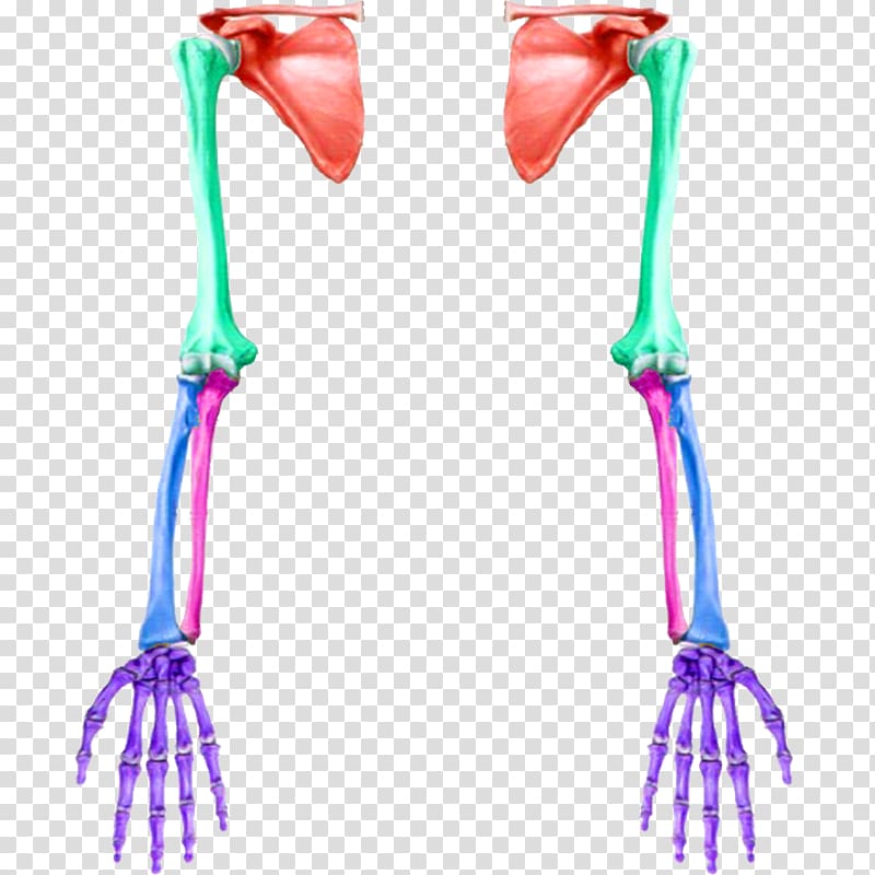 Anatomy Arm Upper limb Bone, ar transparent background PNG clipart