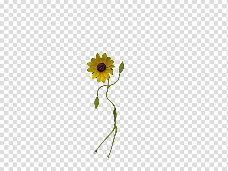 Common sunflower Daisy family Sunflower seed Cut flowers, Small flower transparent background PNG clipart