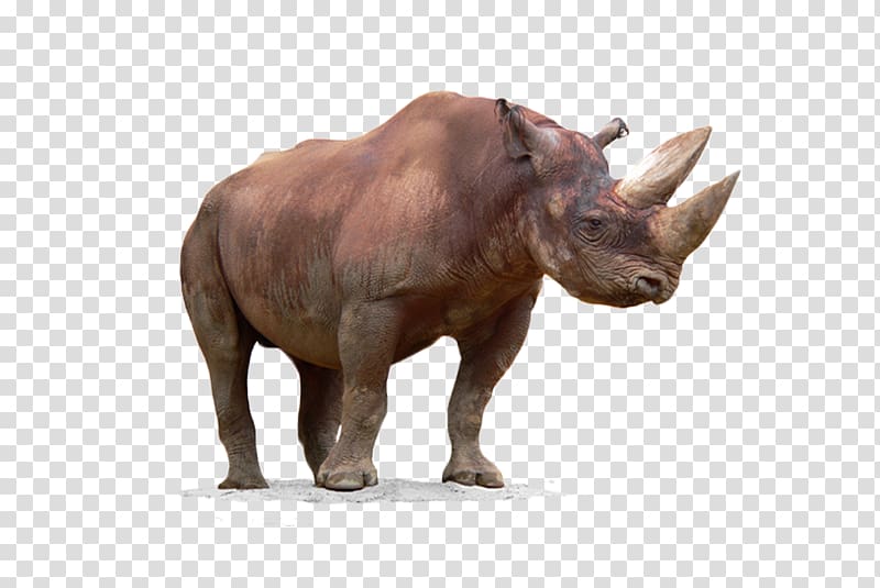 Black rhinoceros Horn, Free to pull the material rhino transparent background PNG clipart