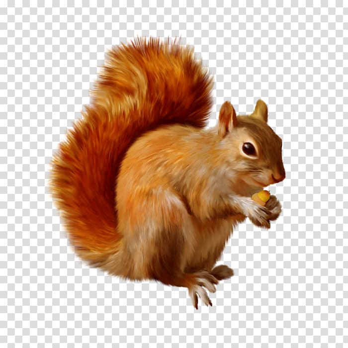 Squirrel Portable Network Graphics Chipmunk Open, squirrel transparent background PNG clipart
