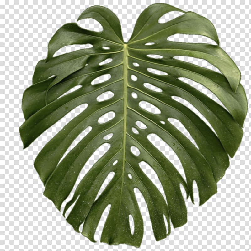 green leafed plant in close-up , Leaf Swiss cheese plant Tropics, tropical transparent background PNG clipart