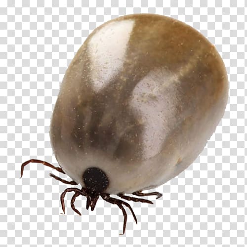 Insect Louse Tick Mosquito Acari, insect transparent background PNG clipart