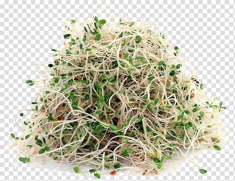 Alfalfa sprouts Sprouting Soy milk Seed, Alfalfa File transparent background PNG clipart