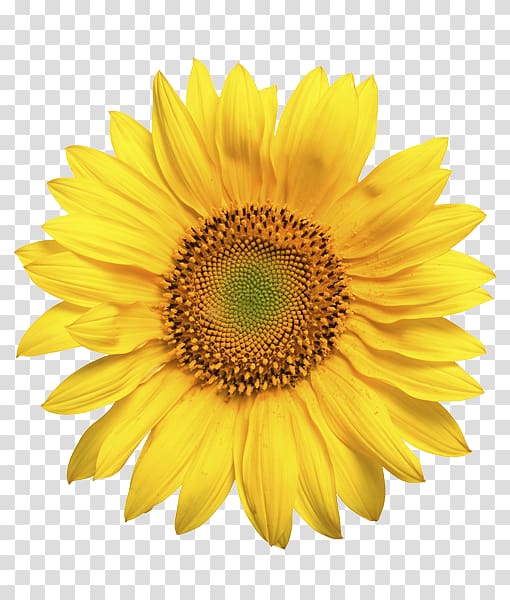 Common sunflower Sunflower seed Daisy family Sunflower oil, flower transparent background PNG clipart