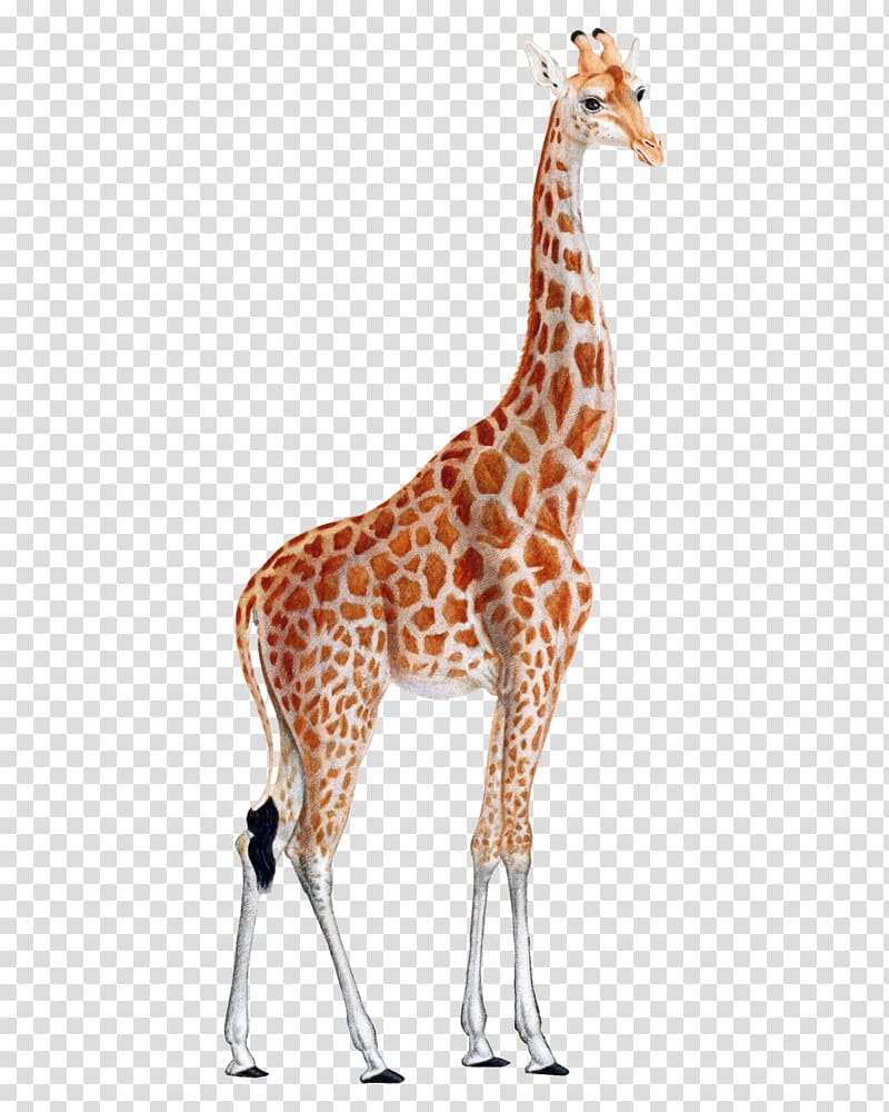 Giraffe Printing Animal print Printmaking Art, giraffe transparent background PNG clipart