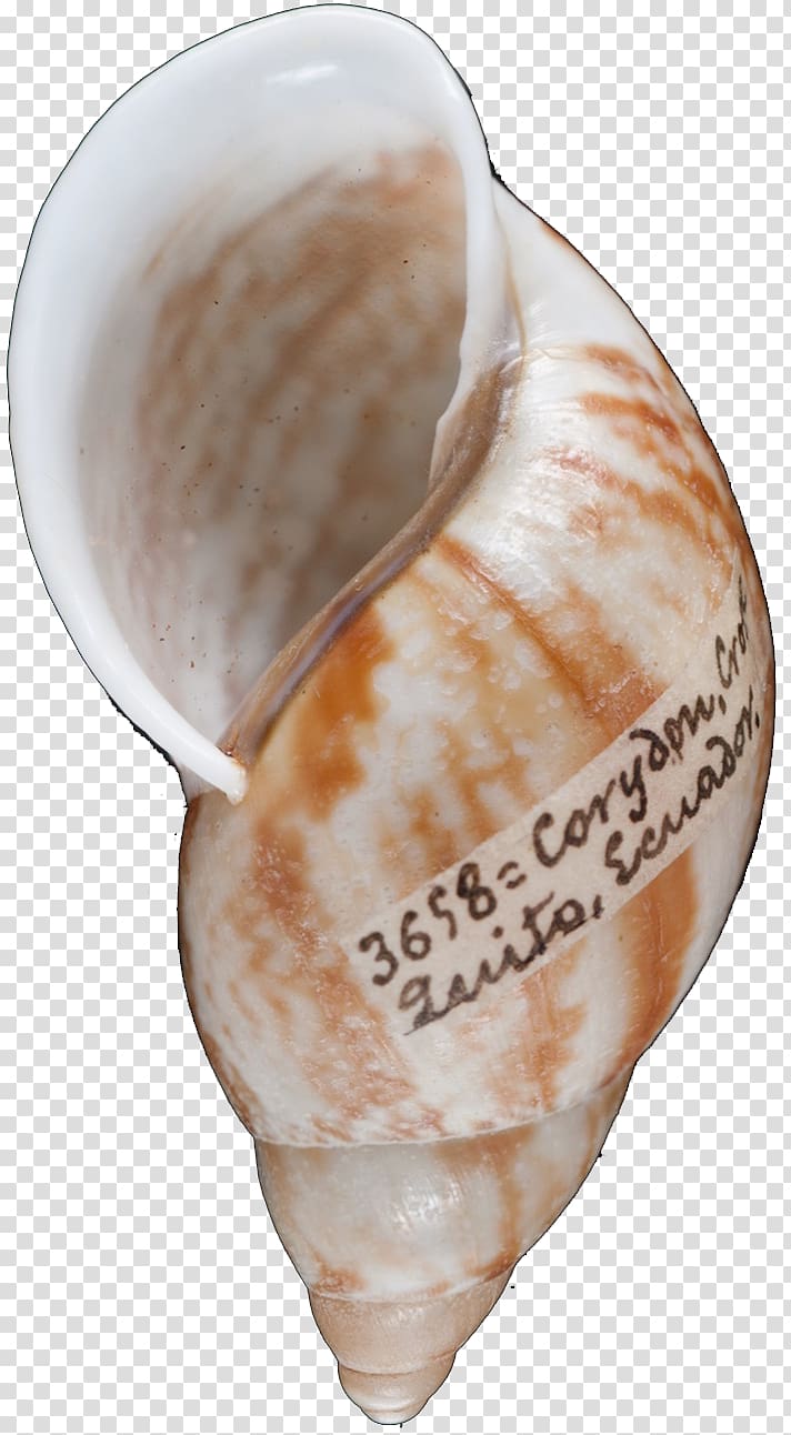 Conchology Seashell Shankha, seashell transparent background PNG clipart