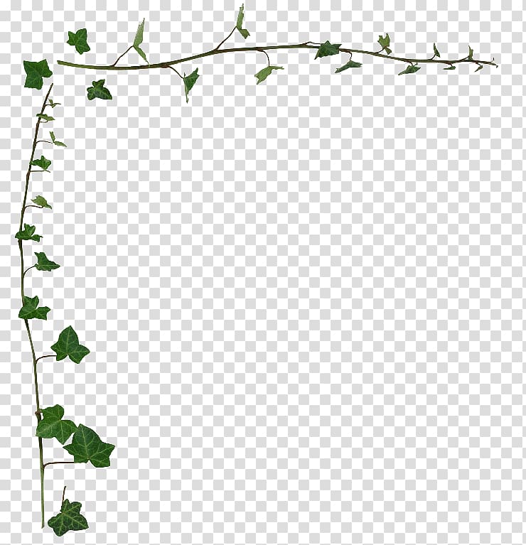 Common ivy Vine Desktop , leaf border transparent background PNG clipart