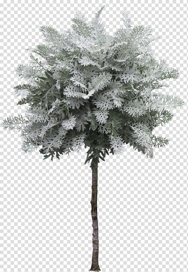 Tree , gardening decorative tree transparent background PNG clipart