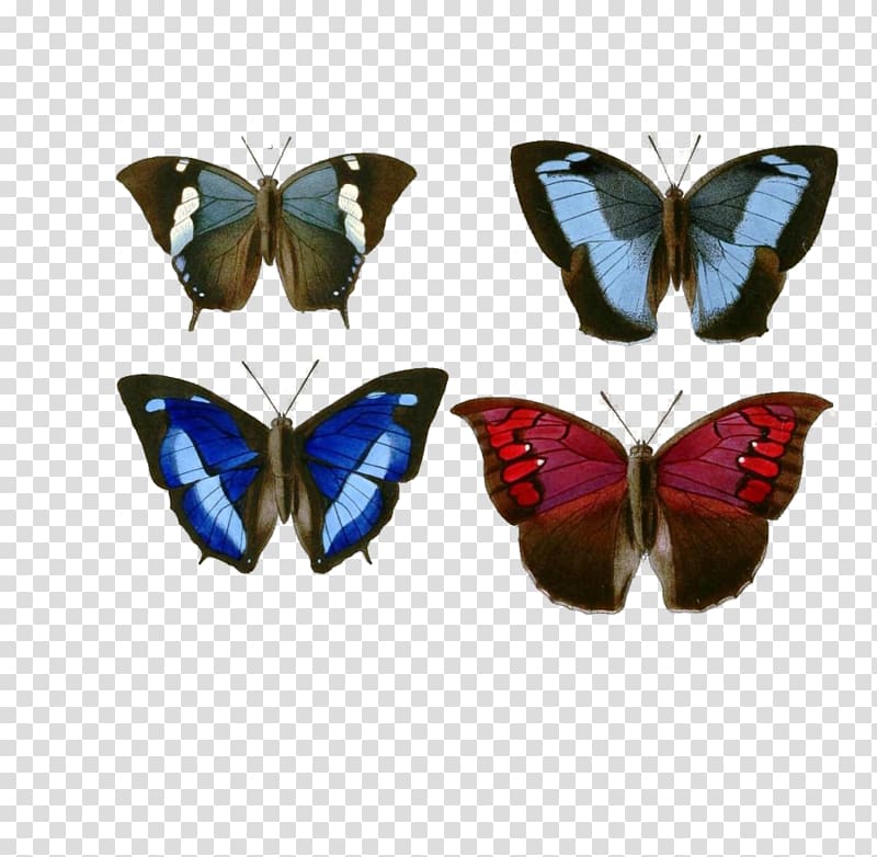 Butterfly Nymphalidae Computer Icons, Butterflies Available In Different Size transparent background PNG clipart