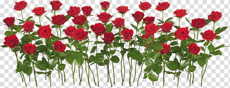 red roses in bloom , Rose Garden Flower , Rose , free transparent background PNG clipart