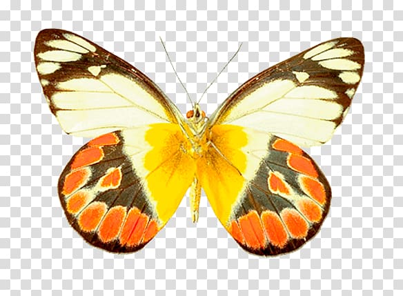 Monarch butterfly Pieridae Moth Gossamer-winged butterflies, butterfly transparent background PNG clipart